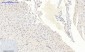 mTOR (phospho Ser2448) Polyclonal Antibody